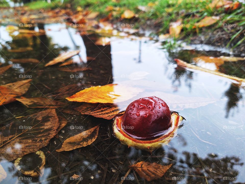 chestnut in the purple