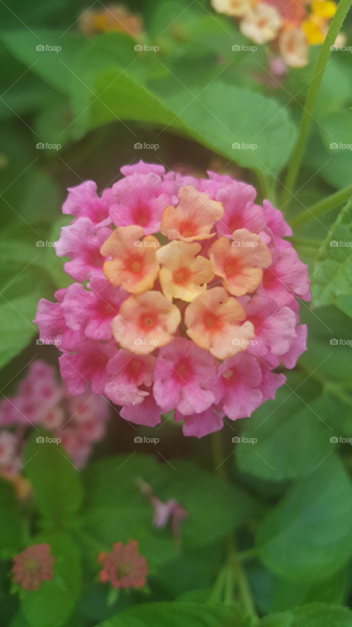 pretty little flowers
