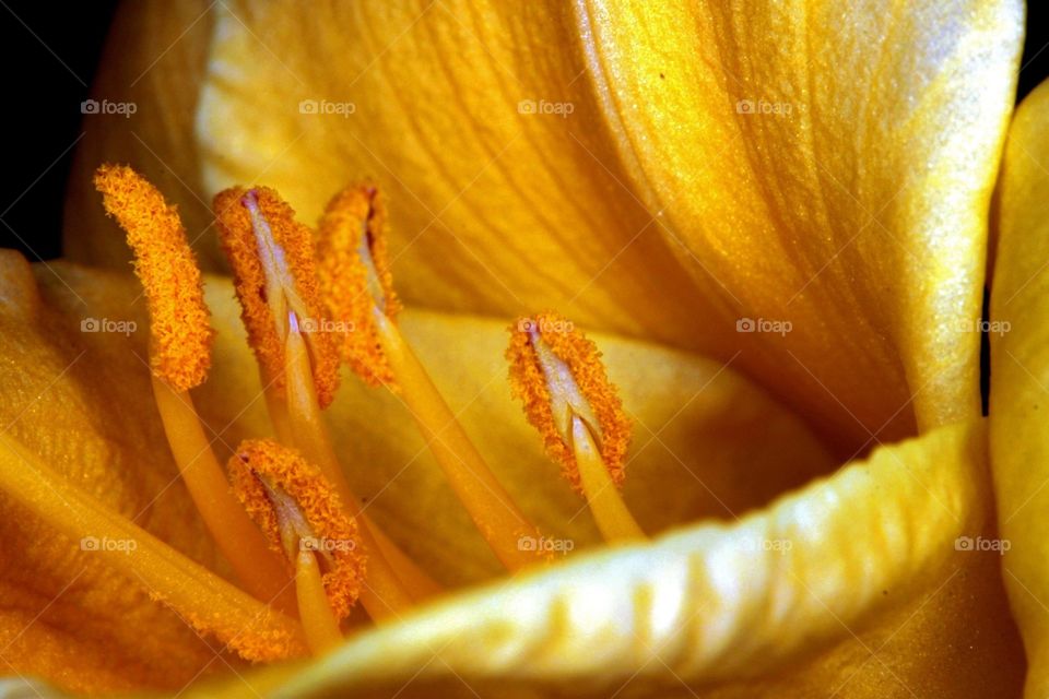 Macro lily detail 