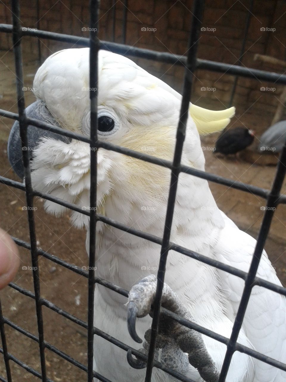 zoo - he could talk.