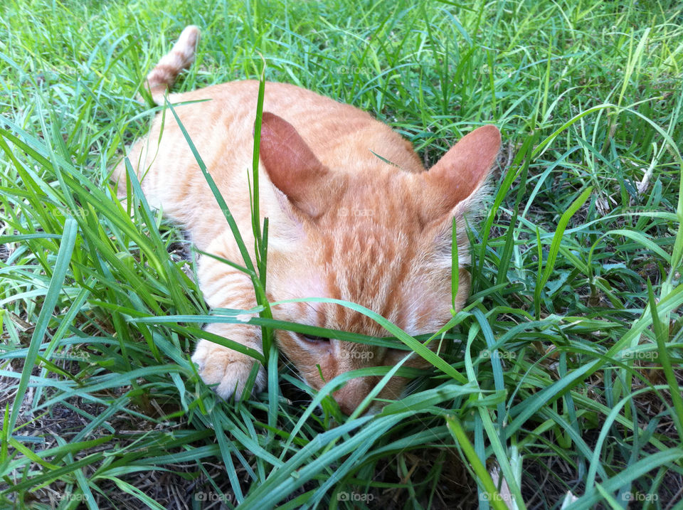 grass play fun cat by barkai