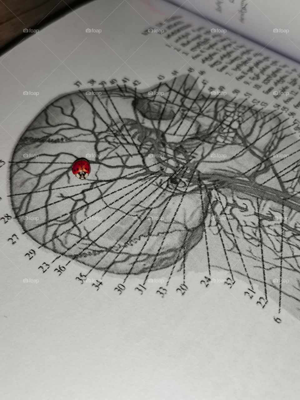 While studying anatomy, A little ladybug visited to cheer me up 😅🐞🤝🏻