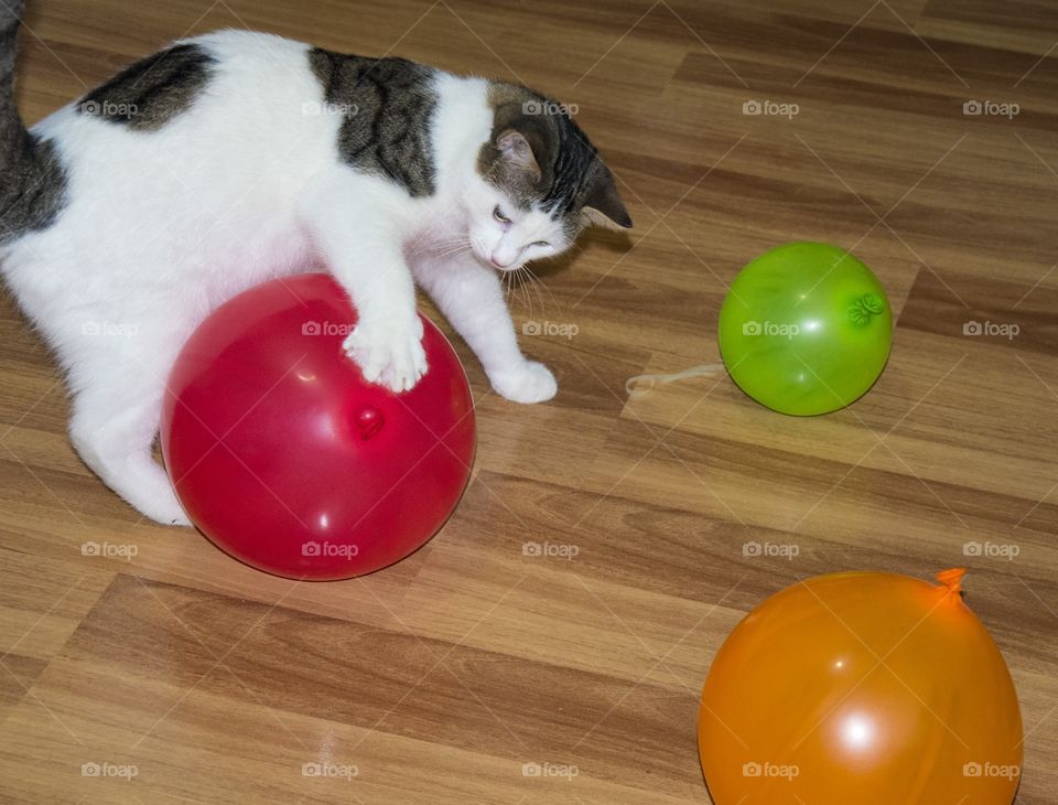 Cat playing with balloons