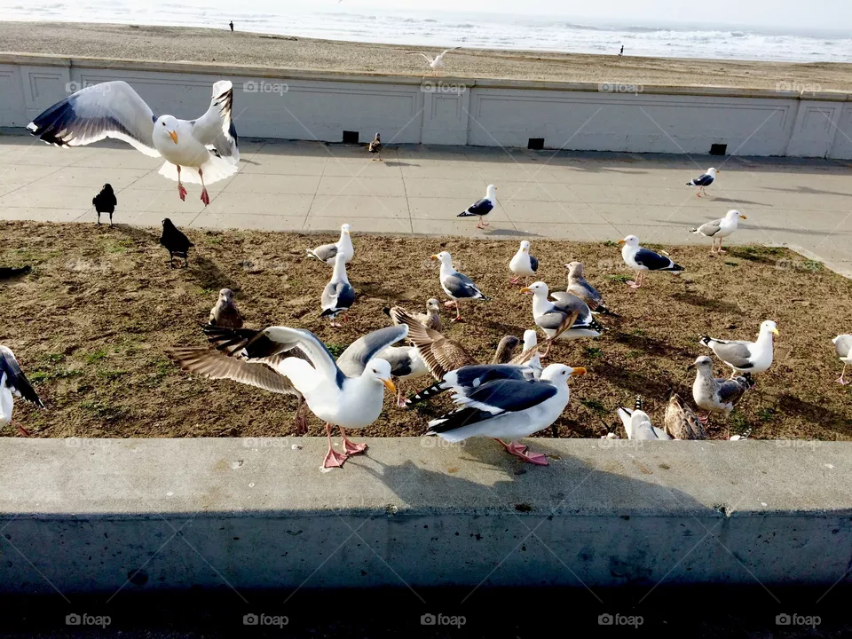 Birds