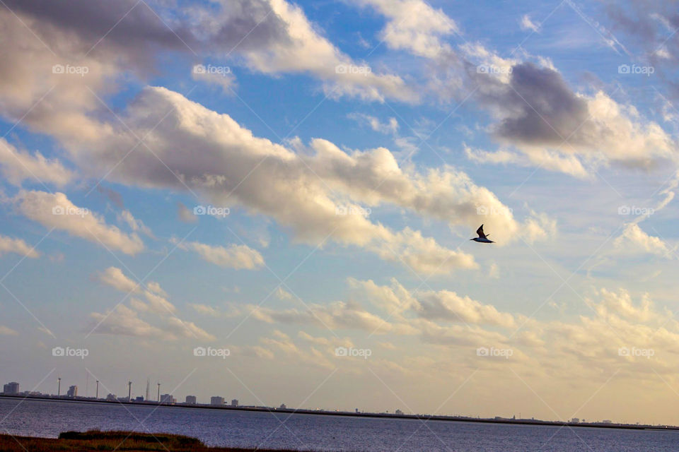The bird in this photo has no cares in the world. When I look at this photo I feel free. Nothing is able to stop me. I can soar as far as I want.