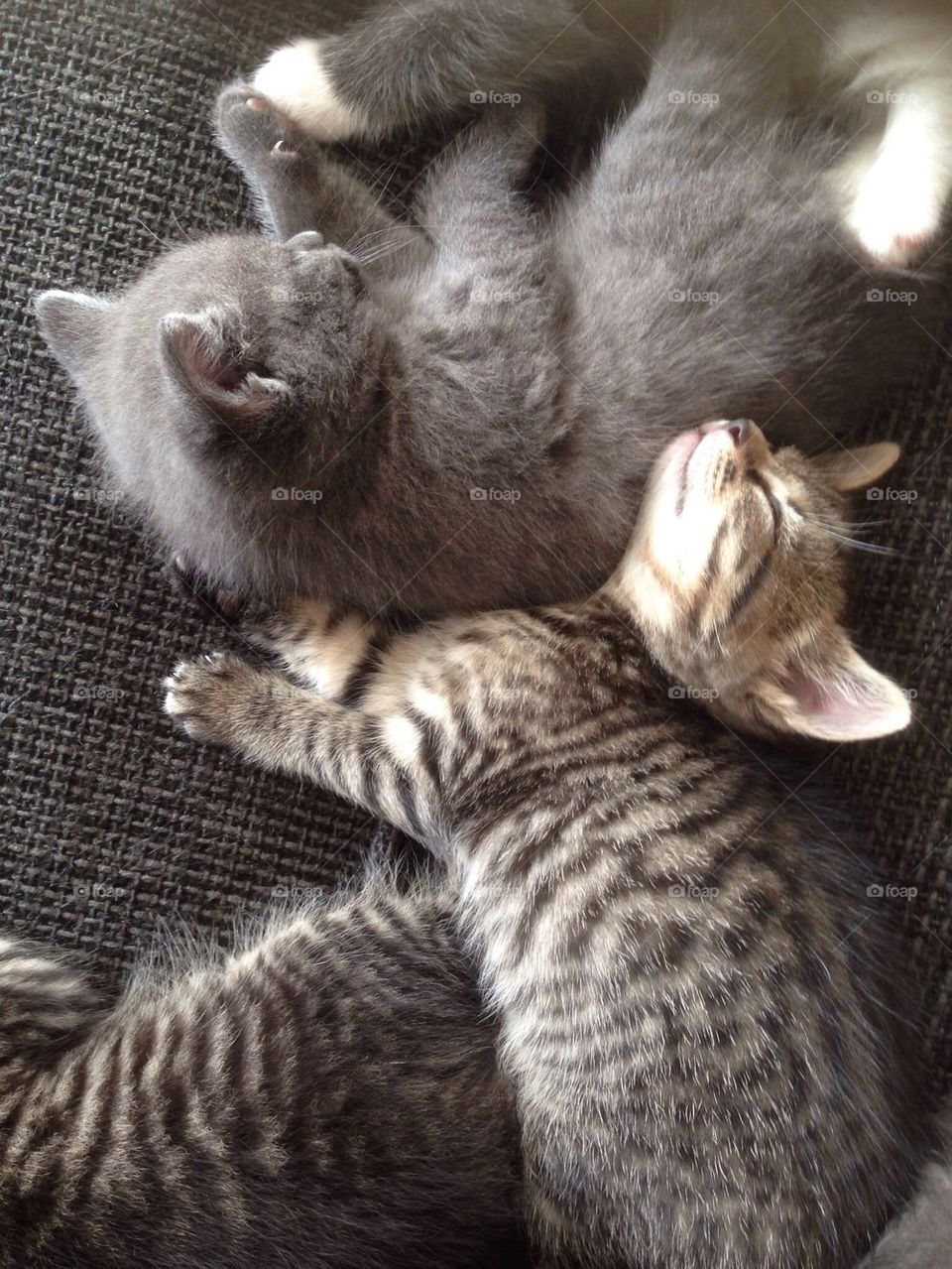 Sleeping kittens