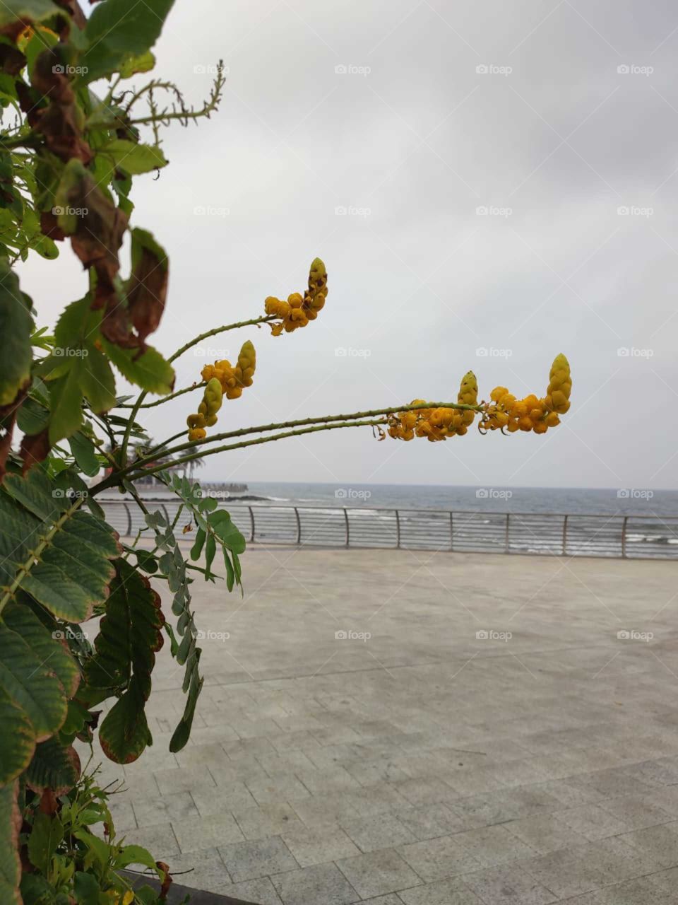 morning besides the sea