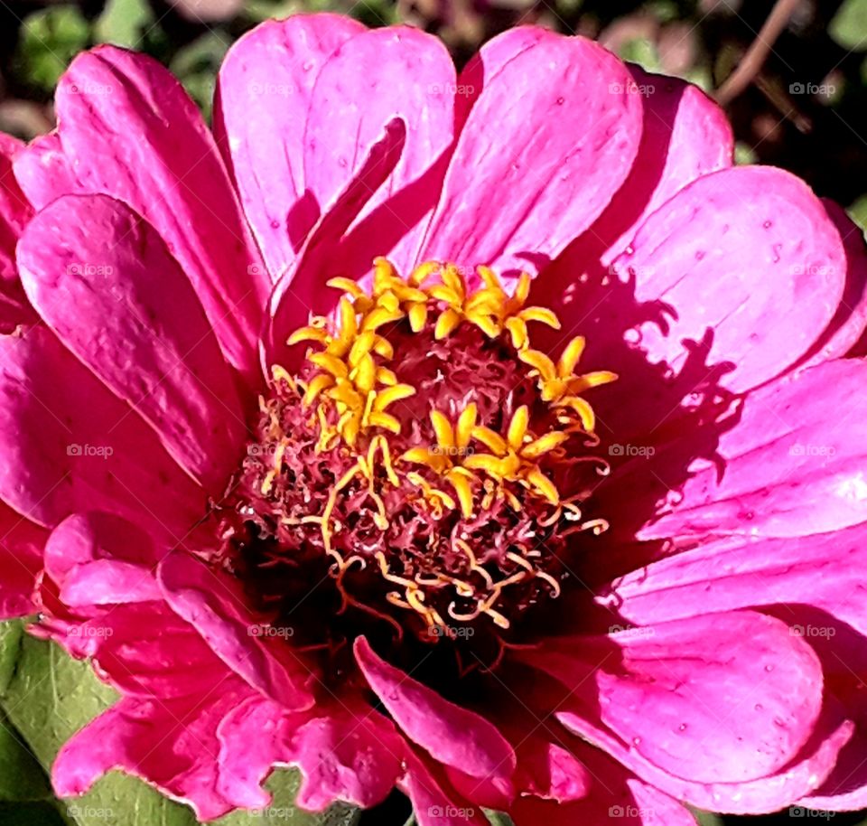 close-up of orange head of pink zinnia in the afternoon