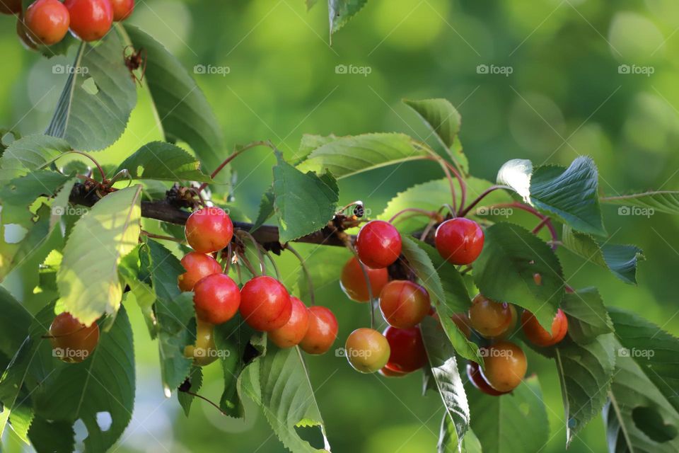 Cherries ripping on a tree