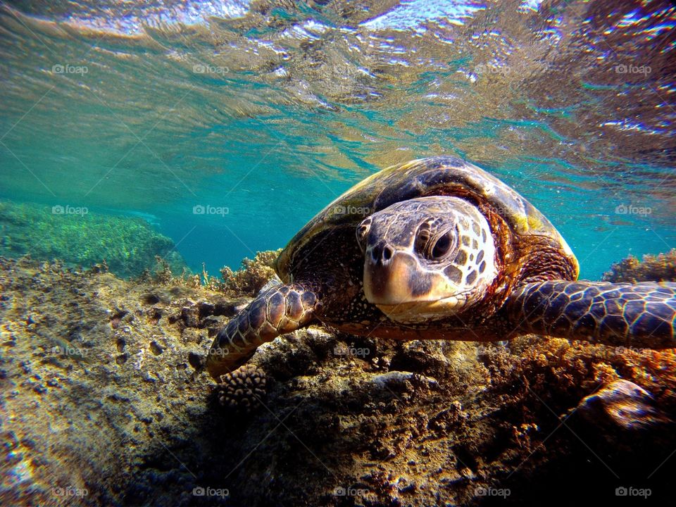 Sea Turtle Selfie