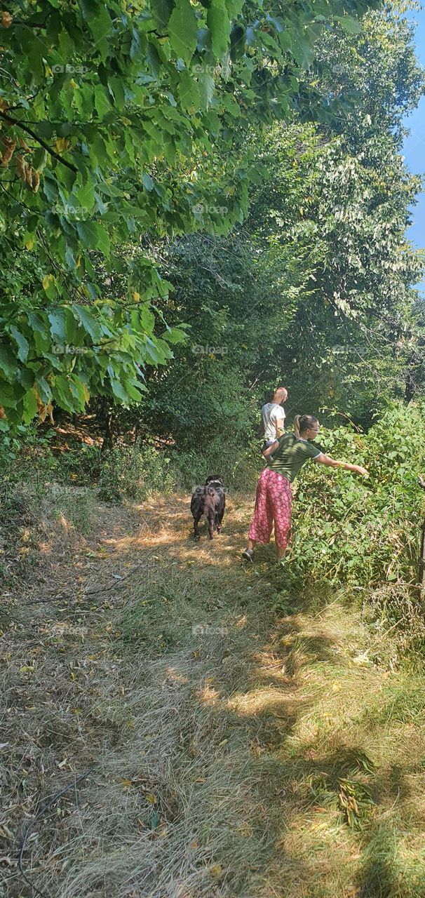 Picking blackberries