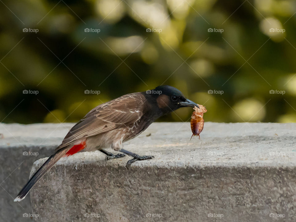 Snacks Time