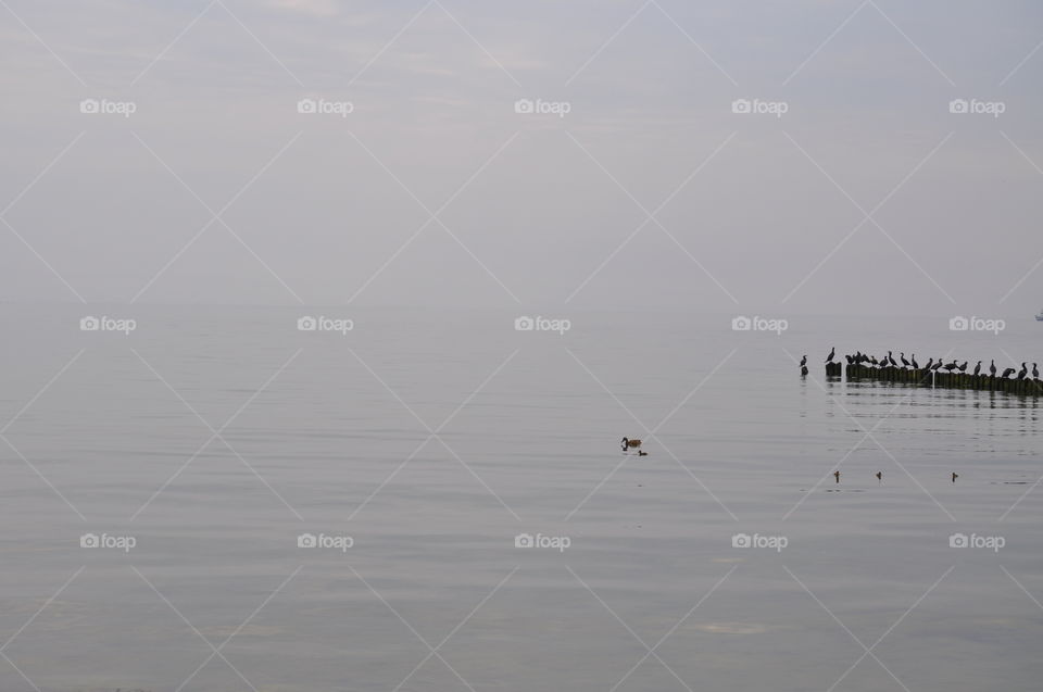 grey day with seabirds