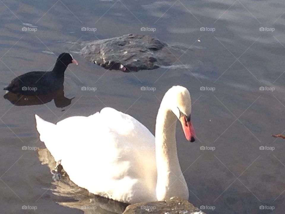 Swan Pennington flash country park