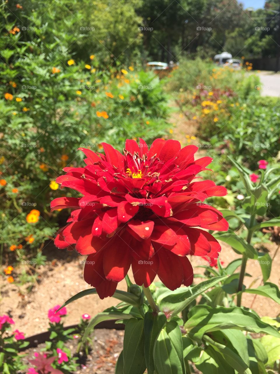 Texas flowers 