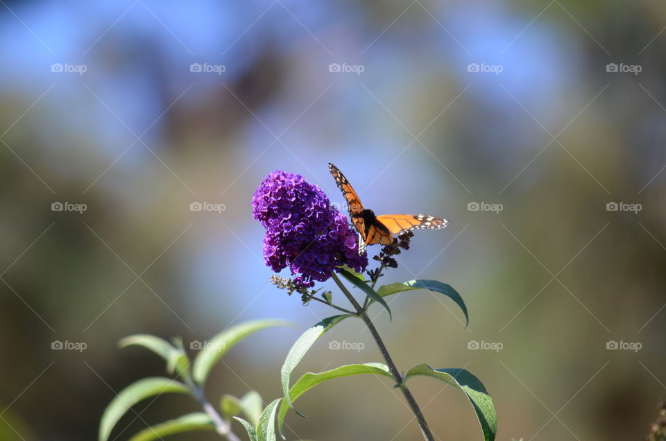 A Monarch Butterfly! 🍀