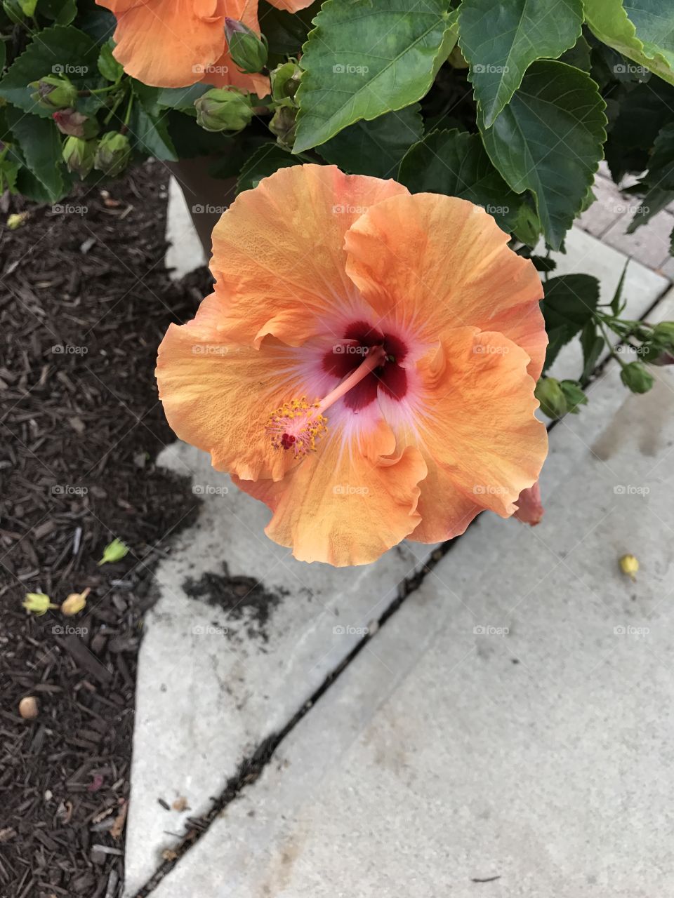 Hibiscus flower on campus!