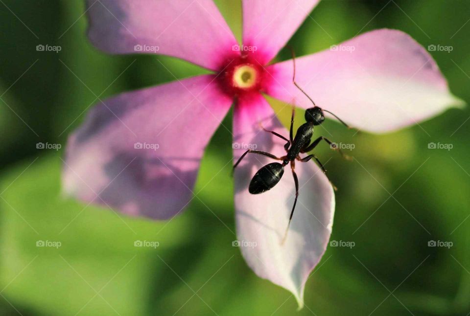 An ant on a flower