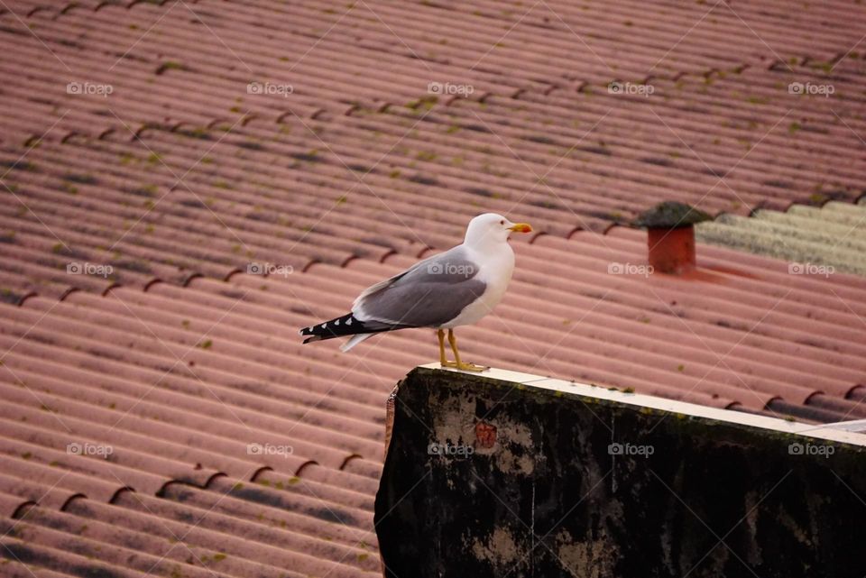 seagull on the roof