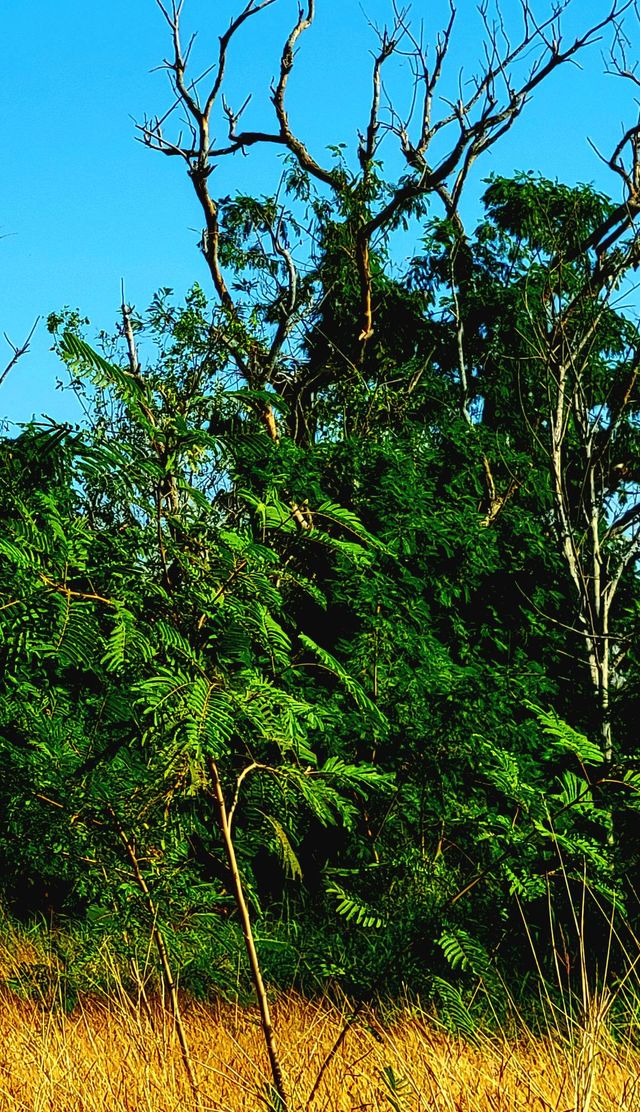 Group of trees