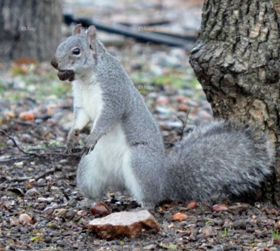 gray squirrel with acorn