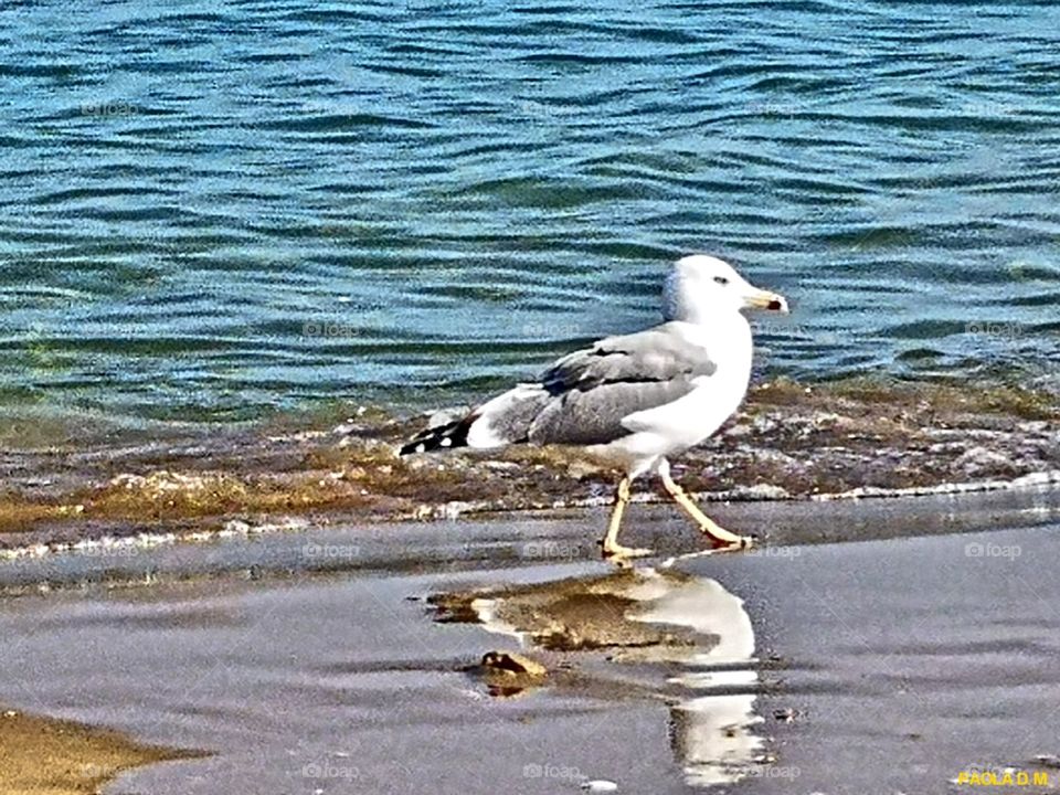 Seagulls... Mare Adriatico(Italy)