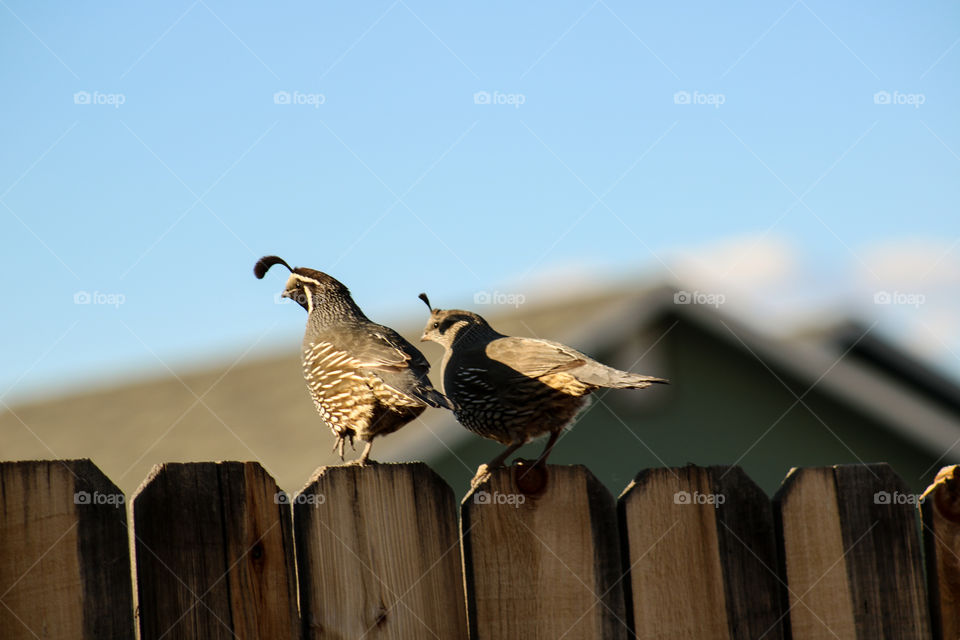 Wild quail couple closeup