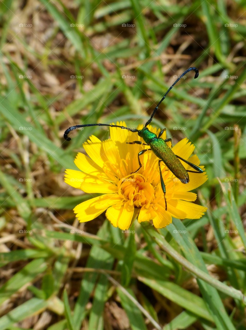 Plinthocoelium suaveolens or beautiful iridescent green beetle