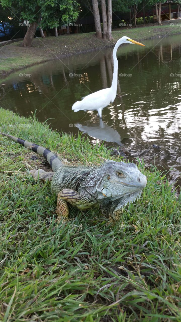 Great egret and iguana