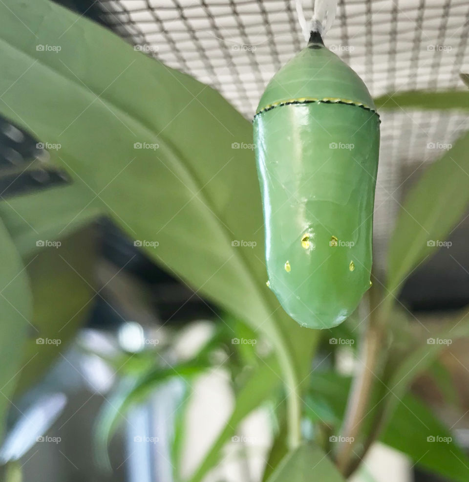 Chrysalis of monarch butterfly complete 