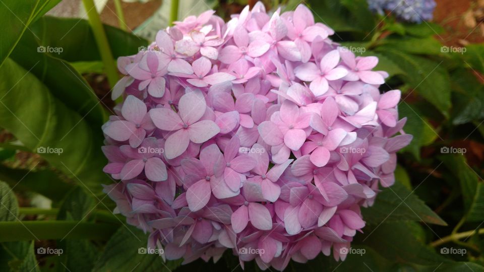 Olha só! Que bonito esse rosa bebê nas flores com pequenas pétalas dessa planta muito bonita.