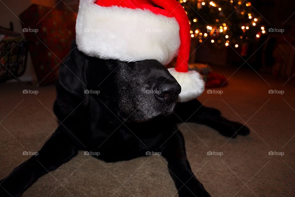 Labrador dressed like Santa