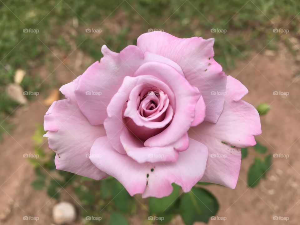 Rosa clara e beleza perfumada. Inspiração total. 