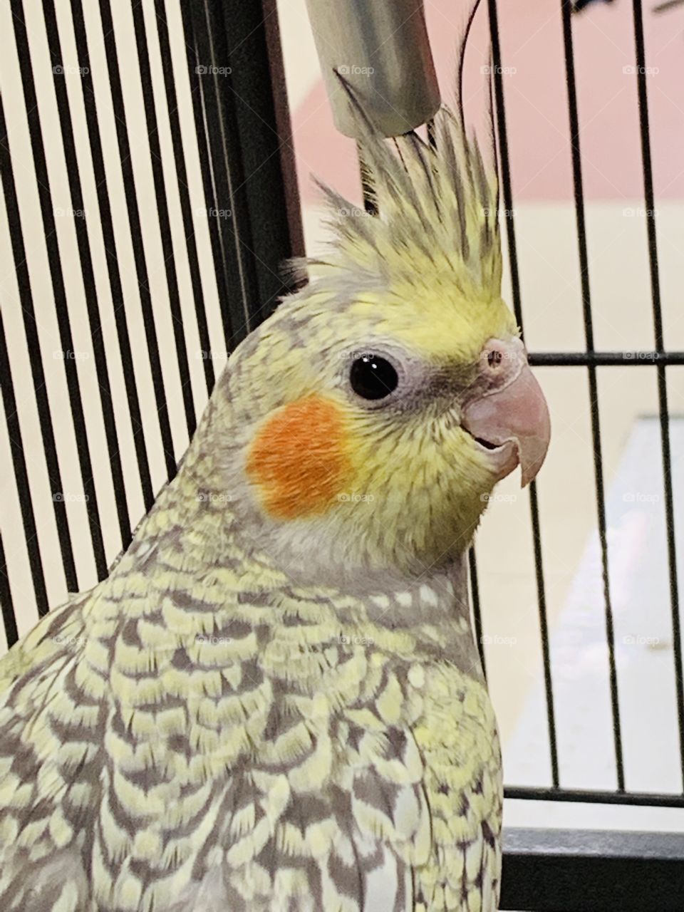 Cockatiel at the pet store 