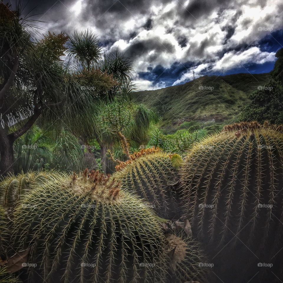 Barrel cacti in a desert landscape 