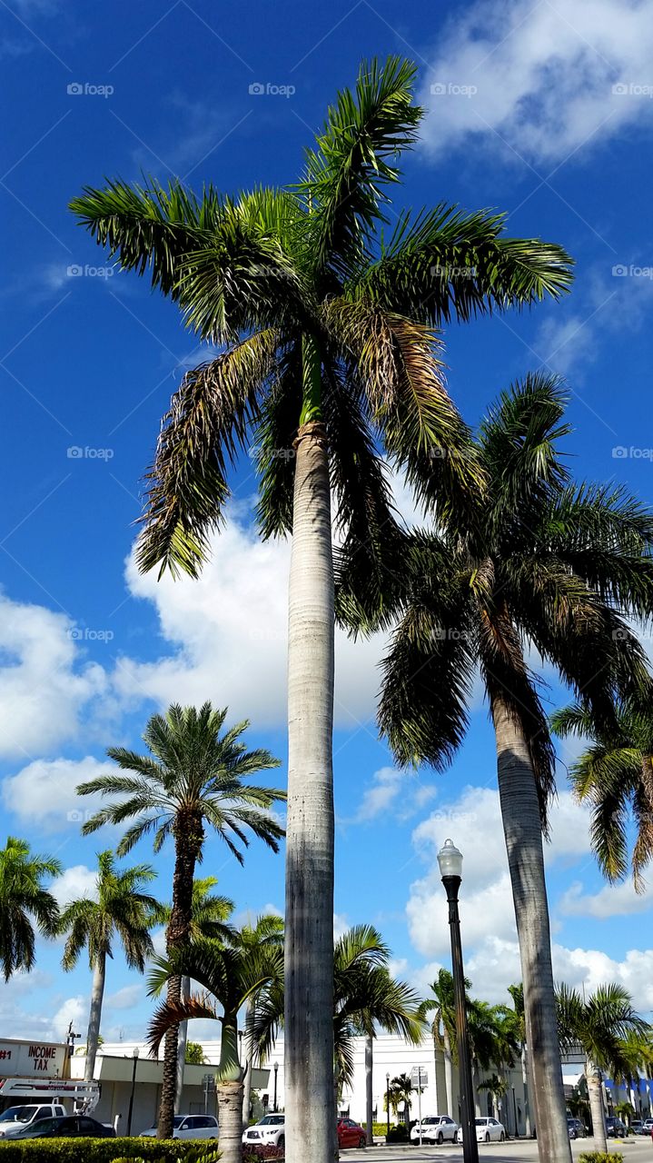 The Boulevard of Broken Dreams. Hollywood Boulevard in Hollywood, FL