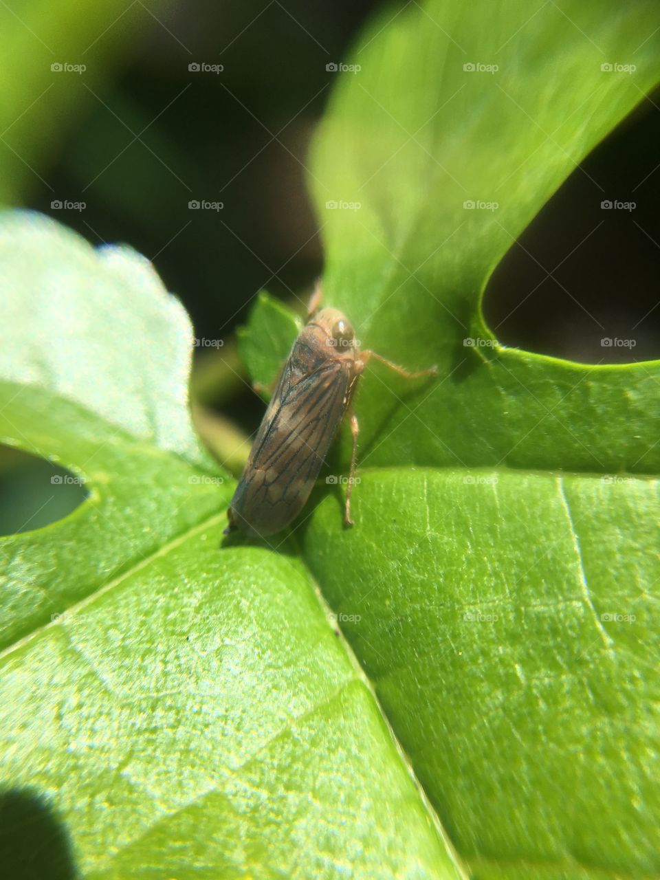 Tiny insect on leaf