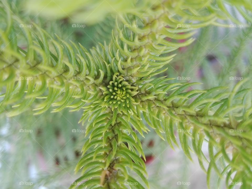 ornament plant macro