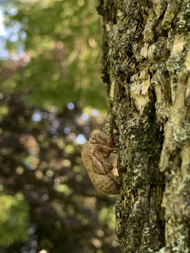 Insect shell