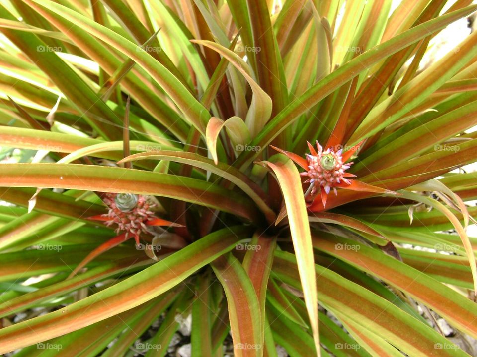 pineapples on plant