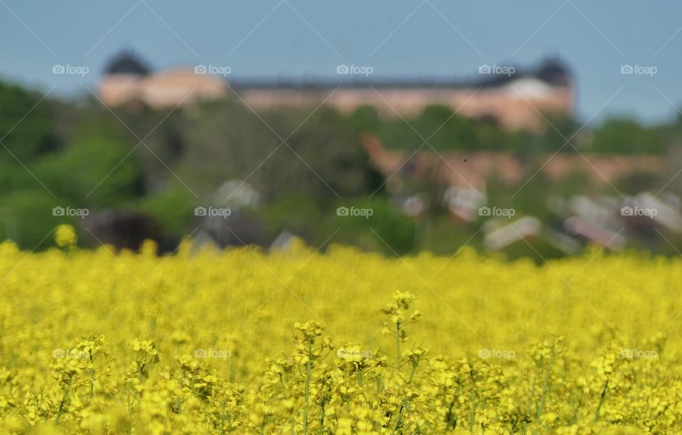 Rapeseed field in the foreground, Uppsala castle in the background