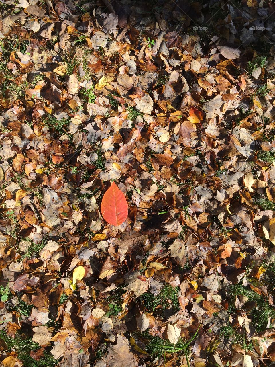 Single red leaf on a carpet of fall leaves
