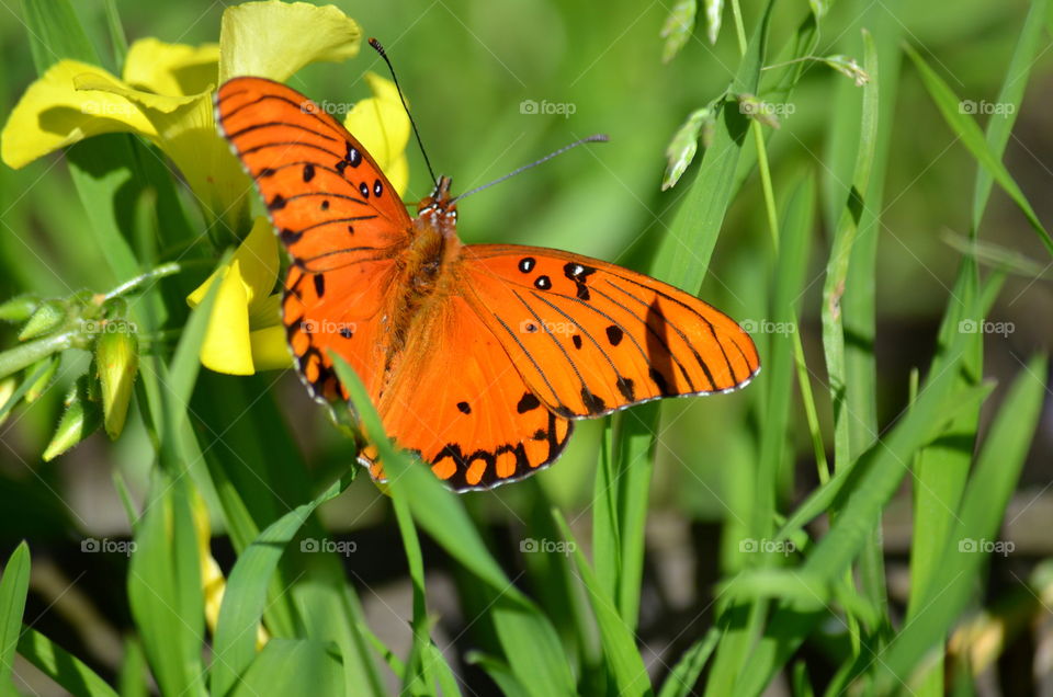 Butterfly