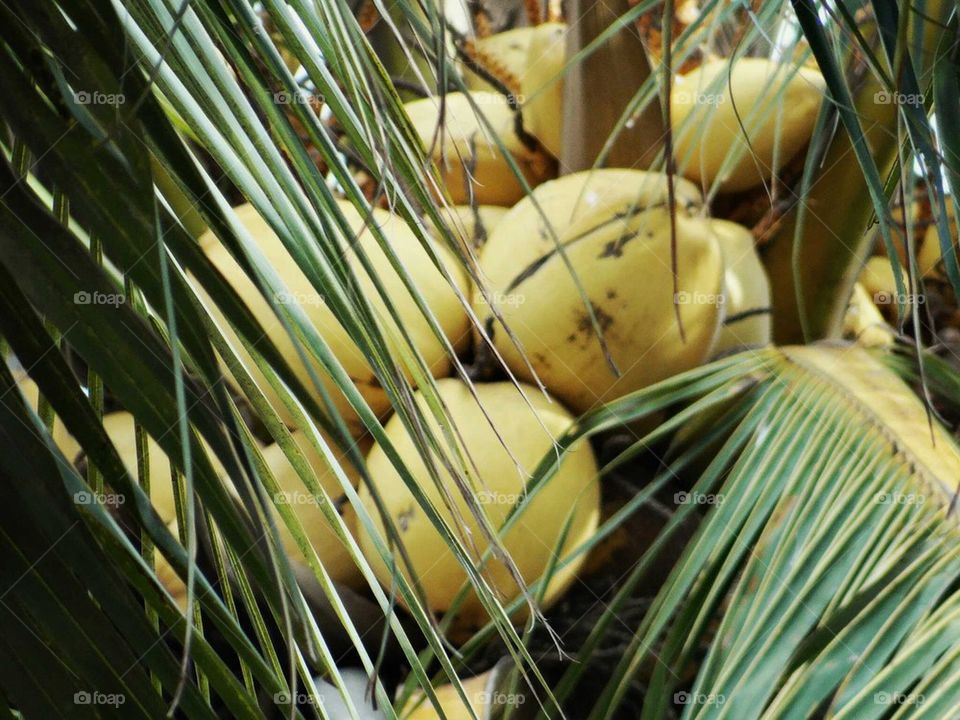 Coconuts