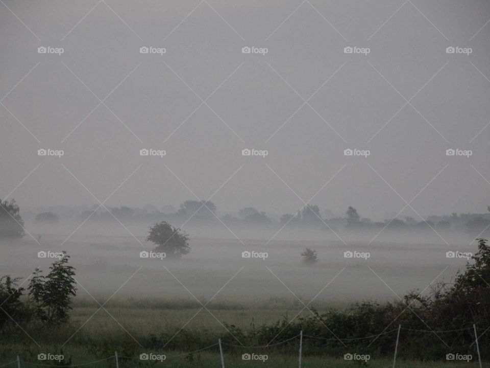 Eine Wiese im Nebel
