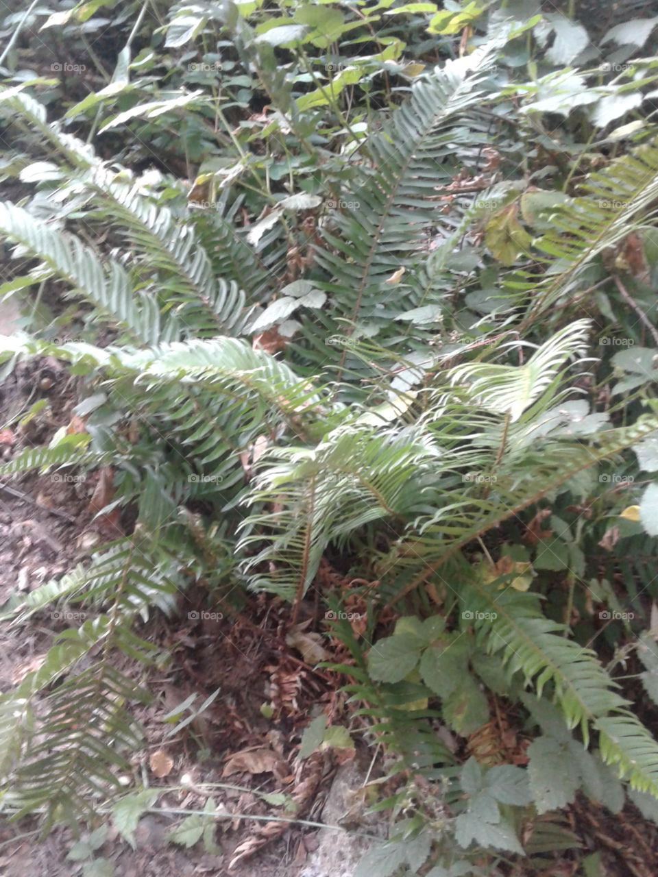 fern by the river