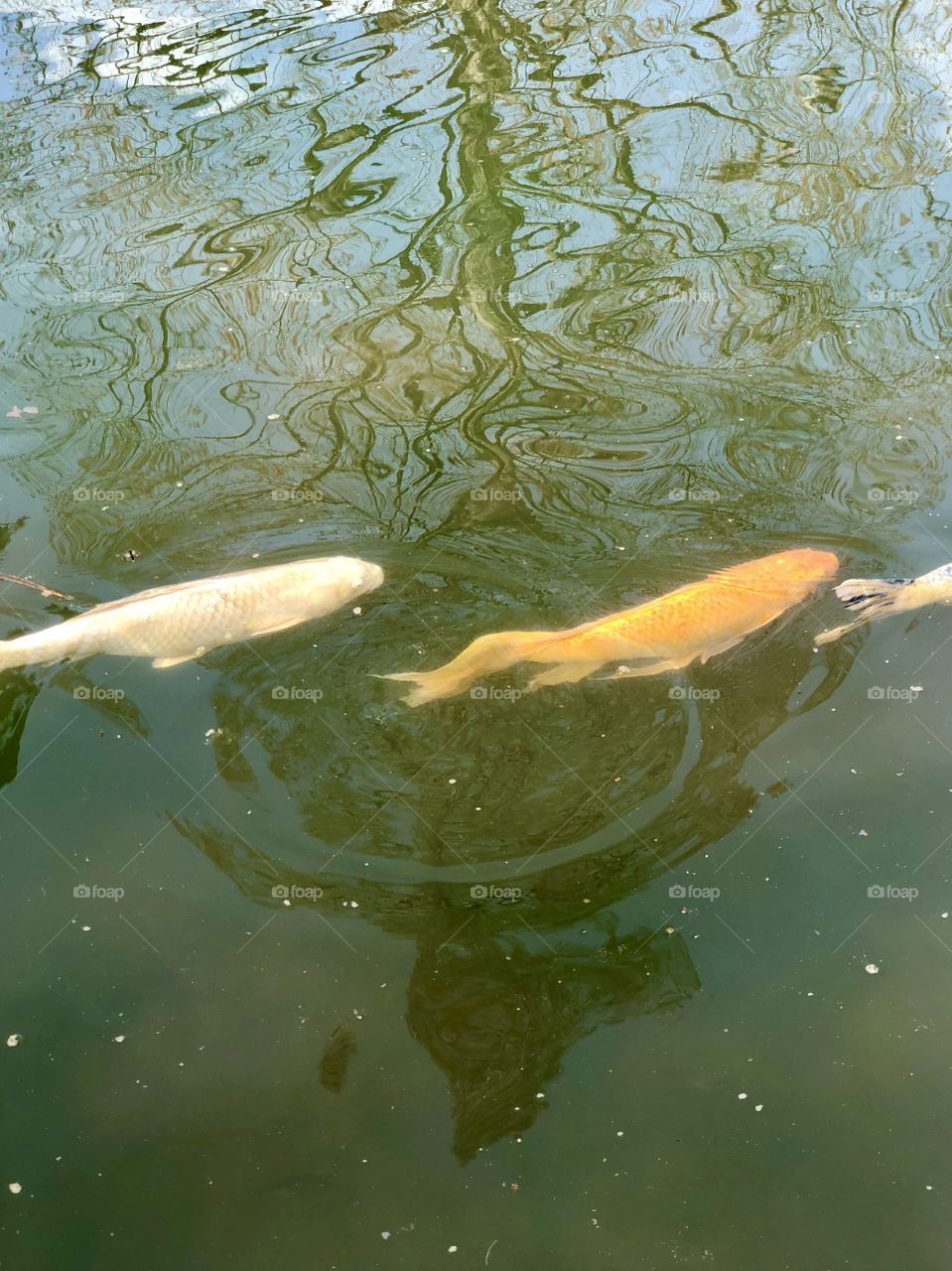 Koi fish swimming by turn tree reflections to ribbons
