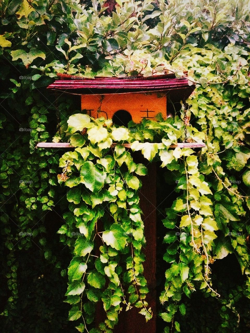Birdhouse In Ivy