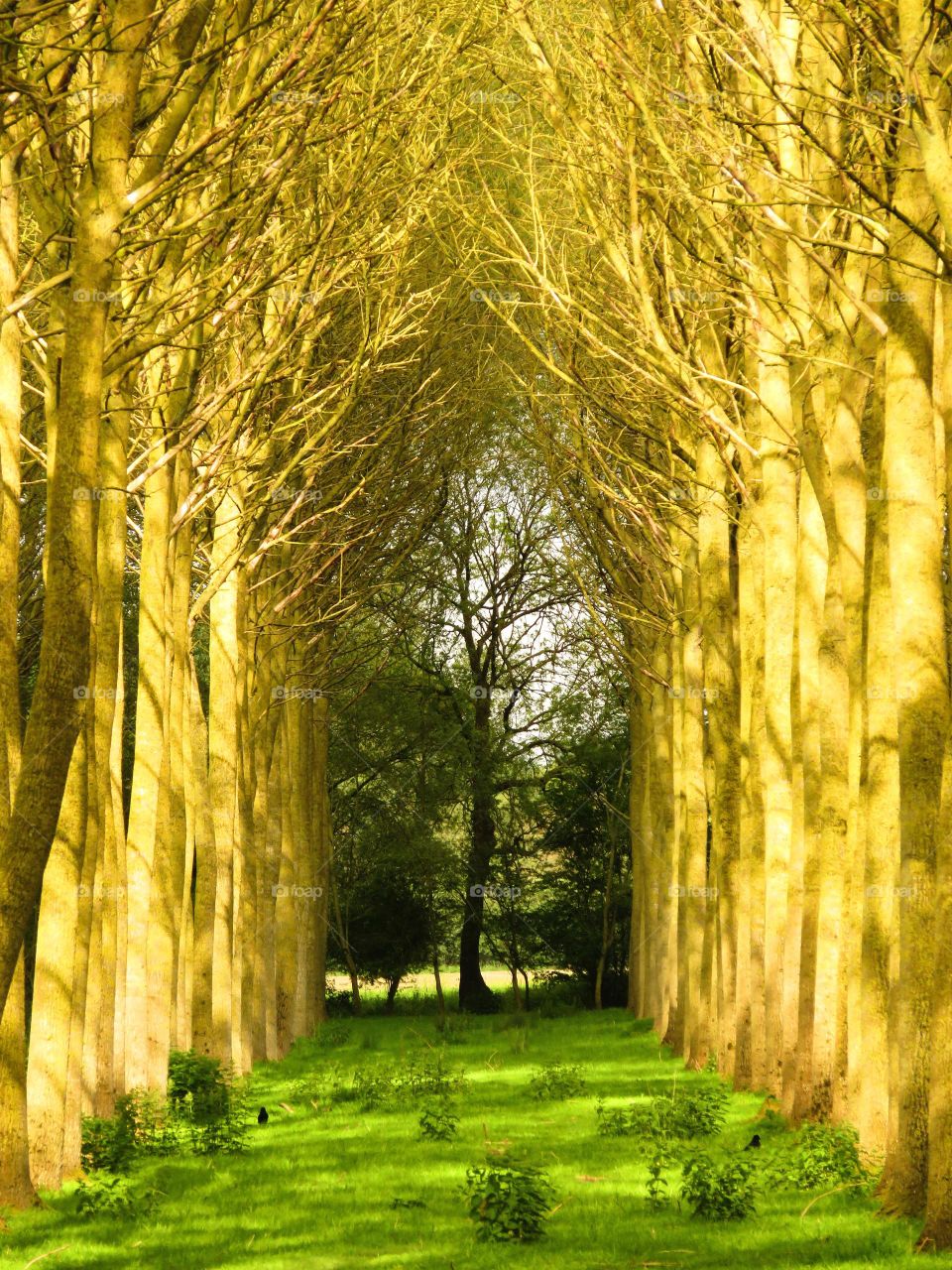 green cathedral