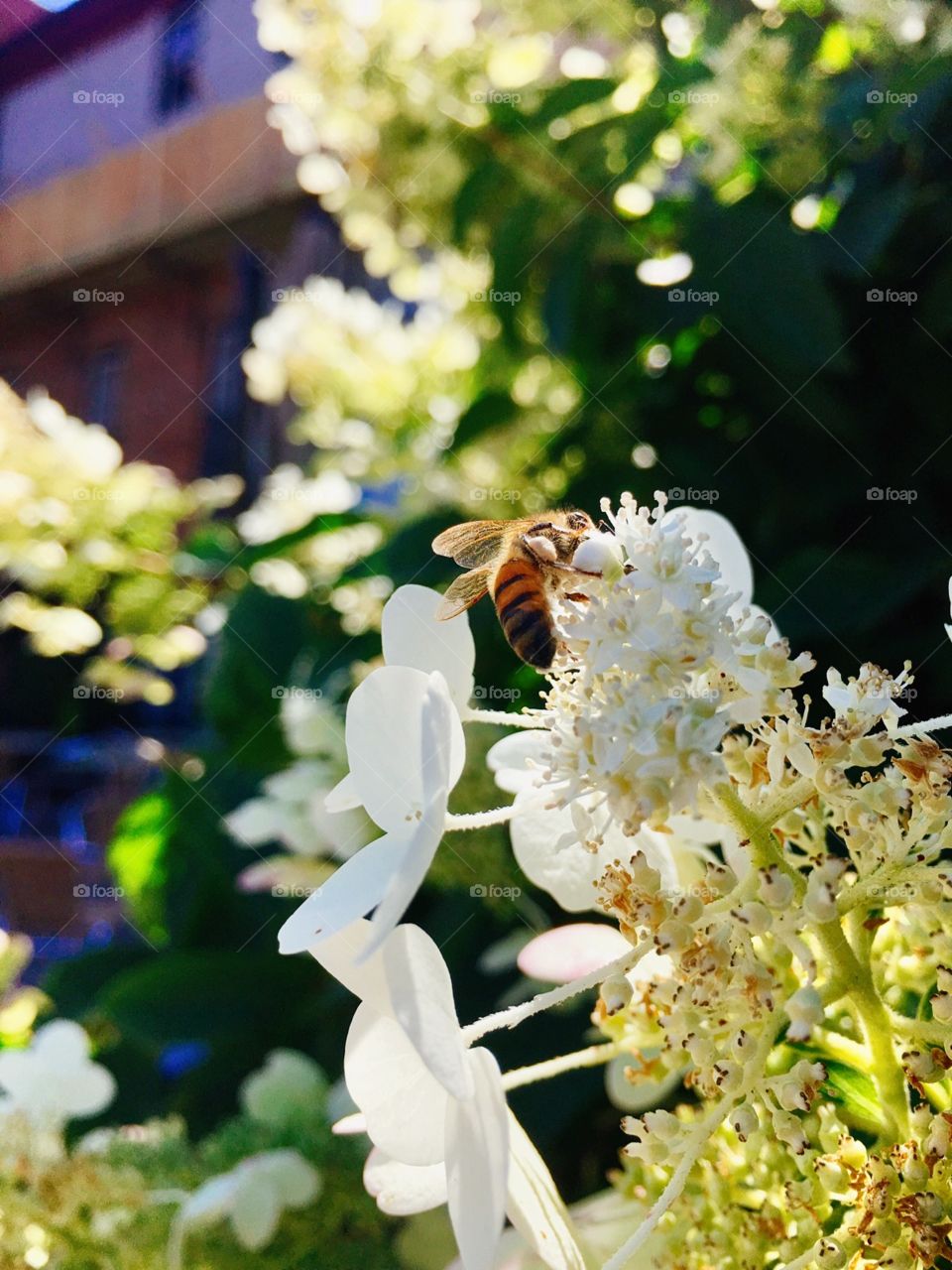 Bee on white hydrangea plant